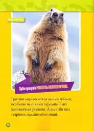 Шкряб! 100 цікавих фактів про гризунів - - мініатюра 7