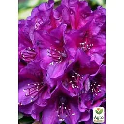Саджанець Agro-Market Рододендрон гібридний Поларнайт (Pollarnight) (51827) 1 шт. в упаковці - мініатюра 3