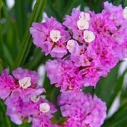 Статиця "Rose Lights" (кермек лимоніум сухоцвіт) (190067) 1 саджанець