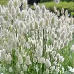 Зайцехвіст (Зіпер) Весна 0.1г (183414)