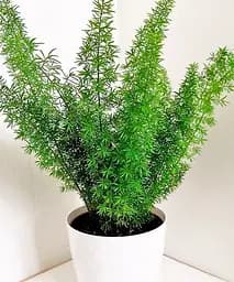 Саджанець Agro-Market Аспарагус Meyers кімнатний 25-35 см 1 шт. в упаковці (179049)