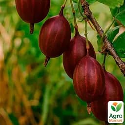 Крыжовник слабошипный Agro-Market "Тиксия" (средне-поздний срок созревания, крупноплодный сорт) (187490) 1 саженец в упаковке