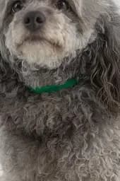 Нашийник KUMAOCHONGWUYONGPIN KMK1199 Зелено-салатовий (2000990376930A)