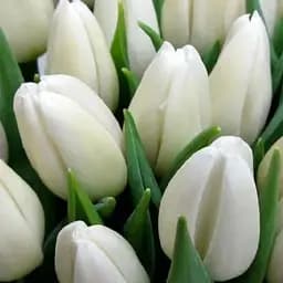 Тюльпан "White Prince" (186315) 2 шт