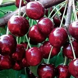 Саджанець Agro-Market Черешня Казка (ранній термін дозрівання) (25909) 1 шт. в упаковці