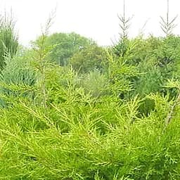 Саджанець Agro-Market Ялівець китайський 3-х річний Kuriwao Gold S3, висота 30-40 см (62787)