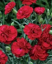 Гвоздика Agro-Market Махрова Pinocchio Fuoco контейнер № 10 висота 10 см 1 саджанець в упаковці