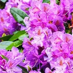 Саженец Agro-Market Рододендрон гибридный 'Blutopia' (Блютопия) (177739)