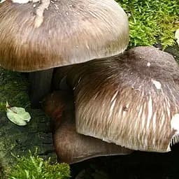 Міцелій на дубових брусочках "Плюта оленячий" 10шт (45275)