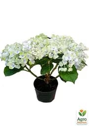 Саджанець Agro-Market LMTD Гортензія крупнолиста квітуча 2-х річна Magical Revolution Blue (25-35см) (62271) - мініатюра 2
