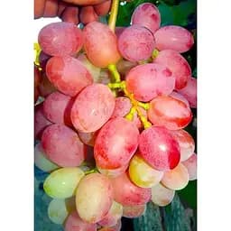 Саджанець Agro-Market Виноград Пам'яті Хірурга (ранній термін дозрівання, морозостійкість висока до -23⁰С) 1 шт. в упаковці (35279)