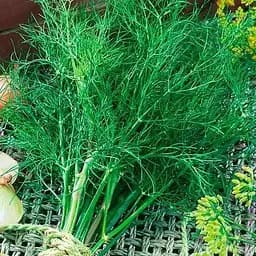 Насіння Весна Кріп Мораван 100 г (177213)