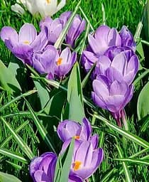 Луковица Agro-Market Крокус крупноцветковый Blau укорененный 5 шт. в упаковке (178698)