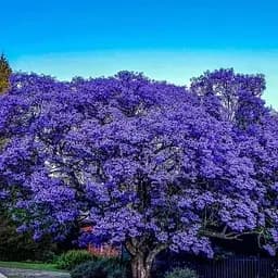 Павловнія бузкова Agro-Market Imperialis 2-х річна красивоквітучий швидкорослий сорт 133822 1 саджанець в упаковці