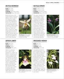 Grow Orchids. Essential Know-how and Expert Advice for Gardening Success - мініатюра 9