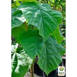 Саджанець Agro-Market Павловнія повстяна Імператорська (177468) - мініатюра 3