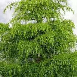 Криптомерія японська Елеганс Вірідіс (Cryptomeria japonica Elegans Viridis) вазон Р9 (82996) 1 саджанець