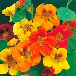 Настурция "Махровая смесь" ТМ "Весна" 0.5г (15250)