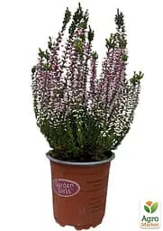 Саджанець Agro-Market Верес звичайний Merlyn (44265) - мініатюра 2