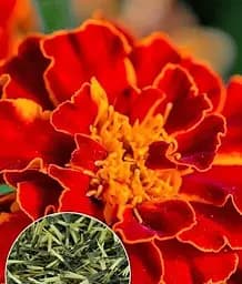 Насіння Весна Чорнобривці Червоний оксамит, на вагу, ціна за 2 г (178111)