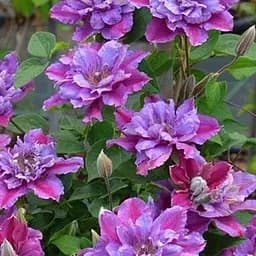 Саджанець Agro-Market Клематис 2-х річний Birthday girl вазон С2 вазон (181577)