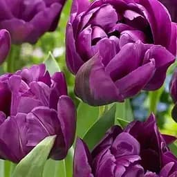 Тюльпан "Negrita Double" (186241) 2 шт