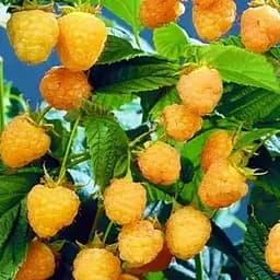 Малина Agro-Market "Golden Queen" (среднеранний срок созревания, крупноплодный сорт) 1-летний саженец (189513) 1 шт в упаковке