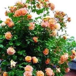 Троянда плетиста Agro-Market Скулгєл саджанець класу АА+ вищий сорт 1 шт. в упаковці (15899)