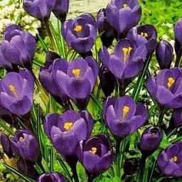 Крокус крупноцветковый "Negro Boy" 5 шт (17231)