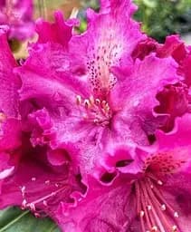 Саджанець Agro-Market Рододендрон на штамбі квітучий 3-х річний Pink Lace (40-60 см) (53383) из Нидерландов 1 шт. в упаковці