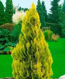 Саджанець Agro-Market Туя 3-річна західна Golden Smaragd S2 висота 25-35 см 1 шт. в упаковці (63076)