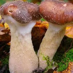 Міцелій на дубових брусочках "Опеньок товстоногий" 10шт (45267)