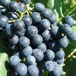 Саженец Agro-Market Виноград Кортис №2 (винный сорт, ранний срок созревания) 1 шт.