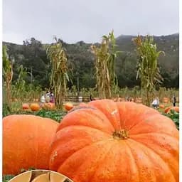 Насіння Весна на вагу Гарбуз Гігант ціна за 10 г (22332)