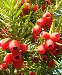 Саджанець Agro-Market Тис ягідний Taxus baccata Summergold 1 шт. в упаковці (50882)