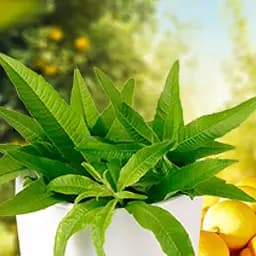 Аллоизия цитродора (лимонная вербена, обладает успокаивающими свойствами) (189785) 1 саженец в упаковке