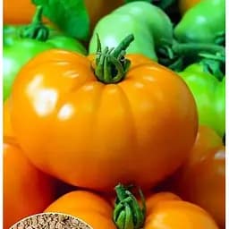 Насіння Весна на вагу Томат Бізон жовтий ціна за 1 г (86044)