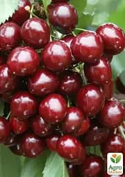 Саджанець Agro-Market Черешня Світ Валентайн (літній сорт, пізній термін дозрівання) 1 шт. в упаковці (175139) - мініатюра 2