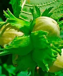 Саджанець Agro-Market Фундук Барселонський (перехресне запилення, садити по 2 шт.) 1 шт. в упаковці (44829)