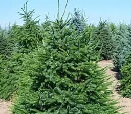 Саджанець Agro-Market Ялина Новорічна Omorika (жива ялинка в горщику, висота 80-120 см) (71867)