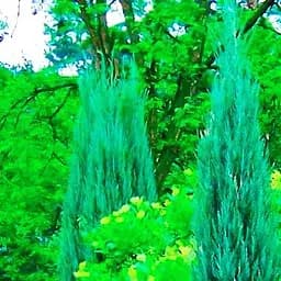 Саджанець Agro-Market Ялівець скельний 4-х річний Blue Arrow С3 висота 80-90 см (116265)