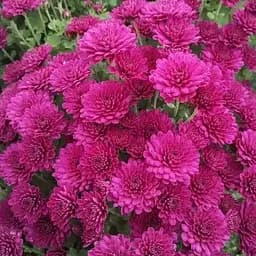Хризантема мультифлора куляста "Nancy Purple" (189658) 1 саженец