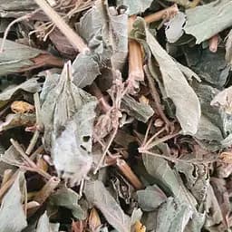 100 г вербейник обыкновенный трава сушеная - свежий урожай