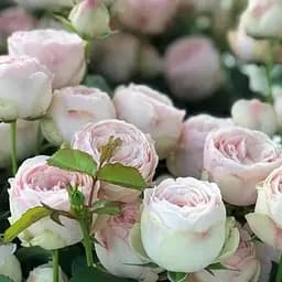 Троянда штамбова Agro-Market Менсвілд Парк Mansfield Park саджанець класу АА+ 1 шт. в упаковці (182857)