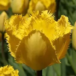 Тюльпан "Crystal Star" (186254) 2 шт