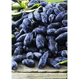 Саджанець Agro-Market Жимолость Югана (ранній термін дозрівання, морозостійкий сорт) 1 шт. в упаковці (43969) - мініатюра 4