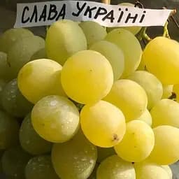 Саджанець Agro-Market Виноград Слава Україні (ранньостиглий, велика грона, соковита хрустка м'якоть) 1 шт. в пакуванні (61668)