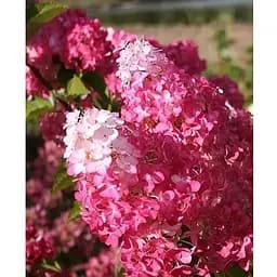 Гортензія волотиста 2-річна "Fraise Melba" висота саджанця 20-30см (186196) 1 саженец