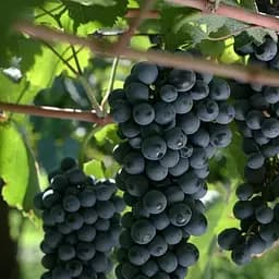 Саджанець Agro-Market Виноград Дорнфельдер (винний сорт з тонким ароматом фруктів) (50837) 1 шт. в пакуванні