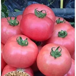 Насіння Весна на вагу Томат Мікадо ціна за 1 г (13318)